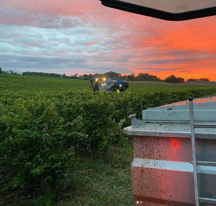 Une vendangeuse au Domaine Haut-Maurin avec coucher de soleil flamboyant